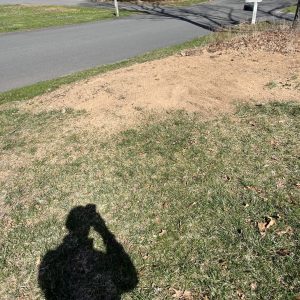 Stump Grinding in West Simsbury